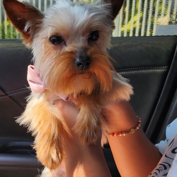 Meet your Posher, Cindy - Picture 3 of 16